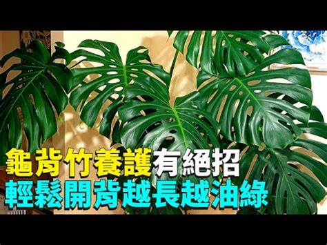 大龜背芋|龜背芋如何照顧？4個祕密你該知道！「有毒」到底是。